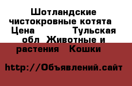 Шотландские чистокровные котята › Цена ­ 3 000 - Тульская обл. Животные и растения » Кошки   